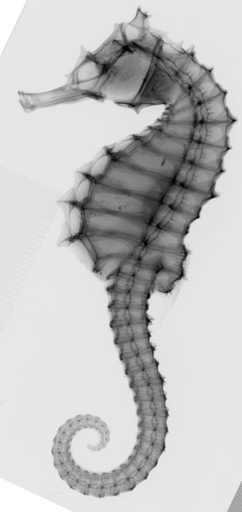 Media type: image;   Ichthyology 51547 Aspect: lateral,description